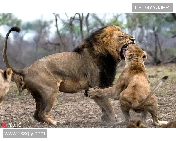 沧州雄狮迎战强敌激战在即 全力以赴誓夺胜利的背后故事